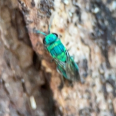 Primeuchroeus sp. (genus) at Mount Ainslie to Black Mountain - 2 Jan 2024