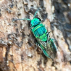 Primeuchroeus sp. (genus) at Mount Ainslie to Black Mountain - 2 Jan 2024