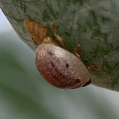 Paropsisterna m-fuscum (Eucalyptus Leaf Beetle) at Parkes, ACT - 2 Jan 2024 by Hejor1