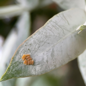 Paropsisterna m-fuscum at Mount Ainslie to Black Mountain - 2 Jan 2024 05:58 PM