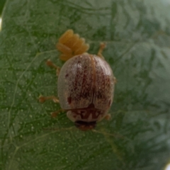 Paropsisterna m-fuscum at Mount Ainslie to Black Mountain - 2 Jan 2024 05:58 PM