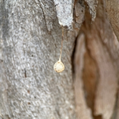 Unidentified Other web-building spider at Parkes, ACT - 2 Jan 2024 by Hejor1