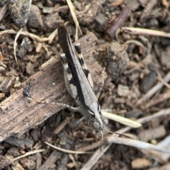 Austroicetes sp. (genus) (A grasshopper) at Parkes, ACT - 2 Jan 2024 by Hejor1