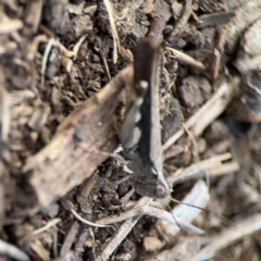 Austroicetes sp. (genus) at Mount Ainslie to Black Mountain - 2 Jan 2024