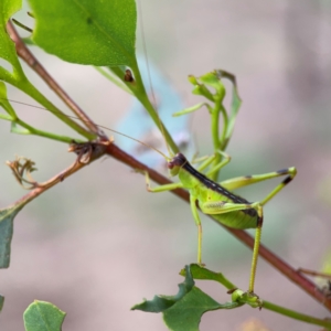 Tettigoniidae (family) at Mount Ainslie to Black Mountain - 2 Jan 2024 06:05 PM