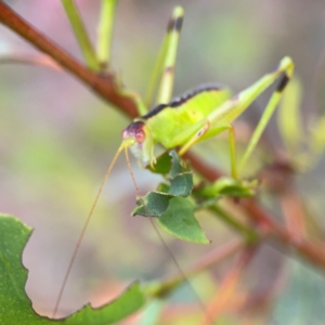 Tettigoniidae (family) at Mount Ainslie to Black Mountain - 2 Jan 2024 06:05 PM