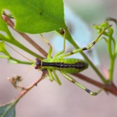 Tettigoniidae (family) at Mount Ainslie to Black Mountain - 2 Jan 2024 06:05 PM