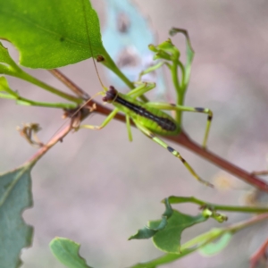 Tettigoniidae (family) at Mount Ainslie to Black Mountain - 2 Jan 2024 06:05 PM