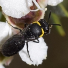 Hylaeus (Gnathoprosopoides) bituberculatus (Hylaeine colletid bee) at Jerrabomberra, NSW - 2 Jan 2024 by DianneClarke