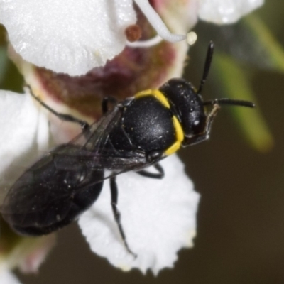 Hylaeus (Gnathoprosopoides) bituberculatus (Hylaeine colletid bee) at Jerrabomberra, NSW - 2 Jan 2024 by DianneClarke