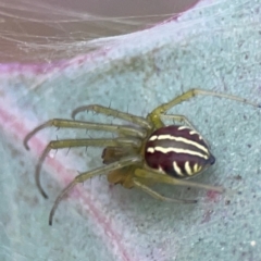 Deliochus pulcher (Beautiful Deliochus spider) at Mount Ainslie to Black Mountain - 2 Jan 2024 by Hejor1