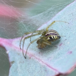 Deliochus pulcher at Mount Ainslie to Black Mountain - 2 Jan 2024 06:10 PM