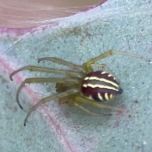 Deliochus pulcher at Mount Ainslie to Black Mountain - 2 Jan 2024