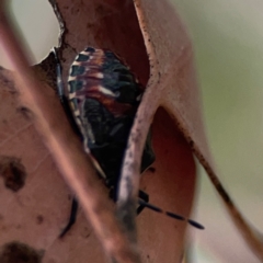Oechalia schellenbergii (Spined Predatory Shield Bug) at Commonwealth & Kings Parks - 2 Jan 2024 by Hejor1