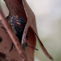 Oechalia schellenbergii at Mount Ainslie to Black Mountain - 2 Jan 2024