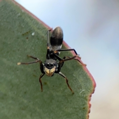 Myrmarachne sp. (genus) (Unidentified Ant-mimic jumping spider) at Mount Ainslie to Black Mountain - 2 Jan 2024 by Hejor1