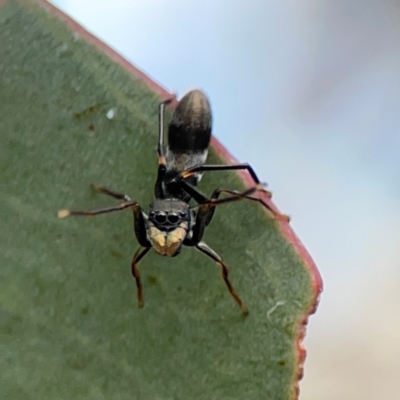 Myrmarachne (genus) (Unidentified Ant-mimic jumping spider) at Mount Ainslie to Black Mountain - 2 Jan 2024 by Hejor1
