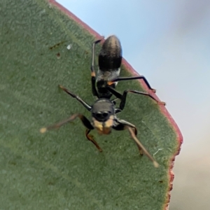 Myrmarachne sp. (genus) at Mount Ainslie to Black Mountain - 2 Jan 2024