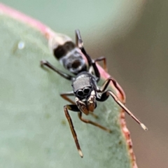 Myrmarachne sp. (genus) at Mount Ainslie to Black Mountain - 2 Jan 2024