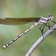 Diphlebia nymphoides (Arrowhead Rockmaster) at QPRC LGA - 2 Jan 2024 by jb2602