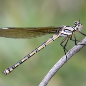 Diphlebia nymphoides at QPRC LGA - 2 Jan 2024