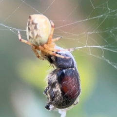 Liparetrus sp. (genus) at Lake Burley Griffin Central/East - 2 Jan 2024