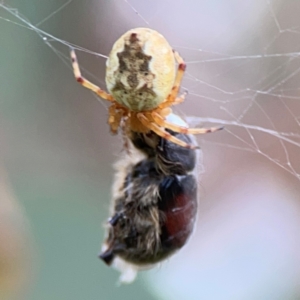 Liparetrus sp. (genus) at Lake Burley Griffin Central/East - 2 Jan 2024