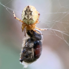 Araneus hamiltoni (Hamilton's Orb Weaver) at Lake Burley Griffin Central/East - 2 Jan 2024 by Hejor1