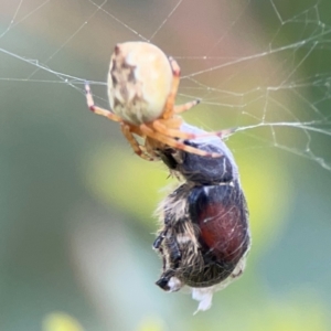 Araneus hamiltoni at Lake Burley Griffin Central/East - 2 Jan 2024