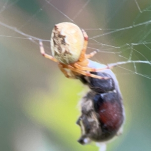 Araneus hamiltoni at Lake Burley Griffin Central/East - 2 Jan 2024