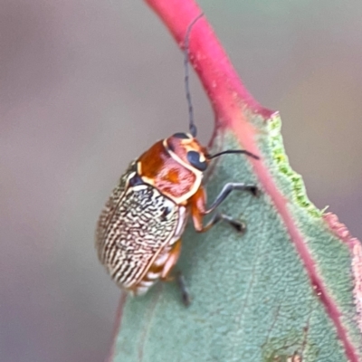 Aporocera (Aporocera) sculptilis (Leaf beetle) at Parkes, ACT - 2 Jan 2024 by Hejor1