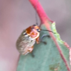 Aporocera (Aporocera) sculptilis at Mount Ainslie to Black Mountain - 2 Jan 2024