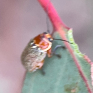 Aporocera (Aporocera) sculptilis at Mount Ainslie to Black Mountain - 2 Jan 2024