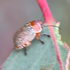 Aporocera (Aporocera) sculptilis at Mount Ainslie to Black Mountain - 2 Jan 2024