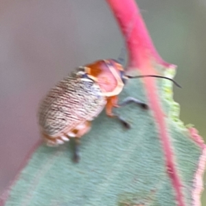 Aporocera (Aporocera) sculptilis at Mount Ainslie to Black Mountain - 2 Jan 2024