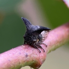 Ceraon sp. (genus) (2-horned tree hopper) at Mount Ainslie to Black Mountain - 2 Jan 2024 by Hejor1