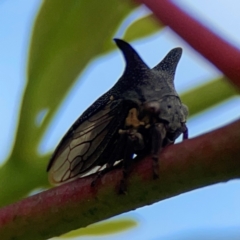 Ceraon sp. (genus) at Mount Ainslie to Black Mountain - 2 Jan 2024