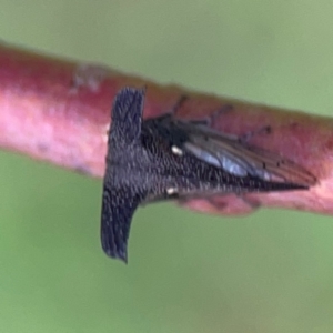 Ceraon sp. (genus) at Mount Ainslie to Black Mountain - 2 Jan 2024