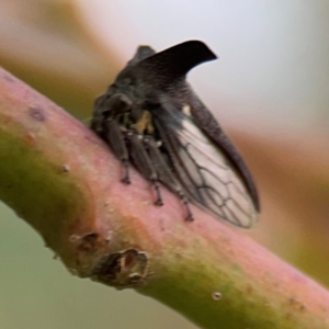 Ceraon sp. (genus) at Mount Ainslie to Black Mountain - 2 Jan 2024