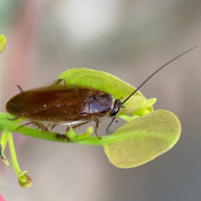 Johnrehnia sp. (genus) at Mount Ainslie to Black Mountain - 2 Jan 2024 by Hejor1