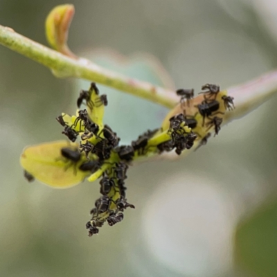 Eurymelinae (subfamily) (Unidentified eurymeline leafhopper) at Parkes, ACT - 2 Jan 2024 by Hejor1
