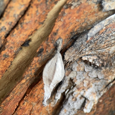 Hyalarcta nigrescens (Ribbed Case Moth) at Mount Ainslie to Black Mountain - 2 Jan 2024 by Hejor1