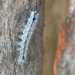 Anestia (genus) (A tiger moth) at Commonwealth & Kings Parks - 2 Jan 2024 by Hejor1