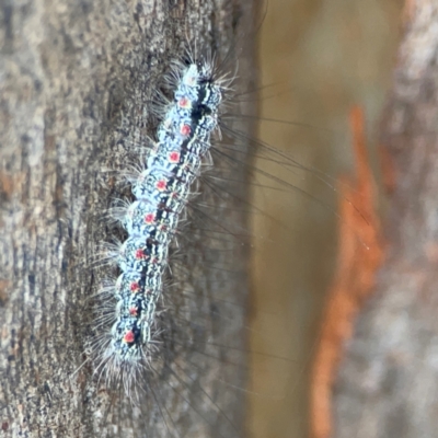 Anestia (genus) (A tiger moth) at Mount Ainslie to Black Mountain - 2 Jan 2024 by Hejor1