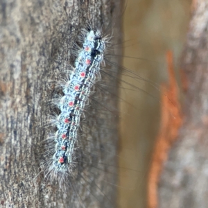 Anestia (genus) at Mount Ainslie to Black Mountain - 2 Jan 2024