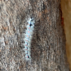 Anestia (genus) at Mount Ainslie to Black Mountain - 2 Jan 2024 06:42 PM