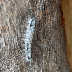 Anestia (genus) at Mount Ainslie to Black Mountain - 2 Jan 2024