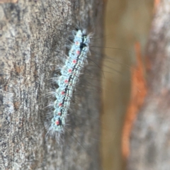 Anestia (genus) at Mount Ainslie to Black Mountain - 2 Jan 2024