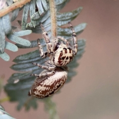 Opisthoncus serratofasciatus (Chevronned jumper) at Lake Burley Griffin Central/East - 2 Jan 2024 by Hejor1