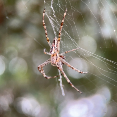 Plebs bradleyi (Enamelled spider) at Parkes, ACT - 2 Jan 2024 by Hejor1